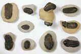 Lot: Assorted Devonian Trilobites - Pieces #119935-2